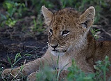 Lion cub, so cute